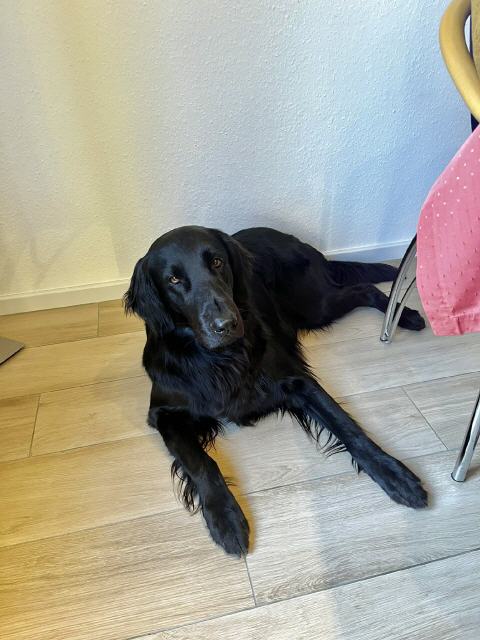 Pelle beim Abendessen ganz entspannt